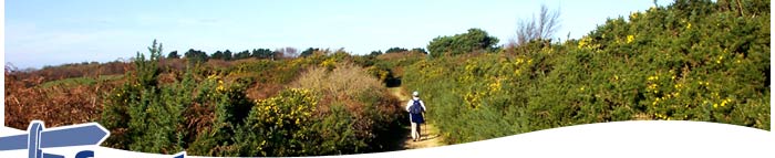 On Egdon Heath - Walking Tours, Dorset, England, UK